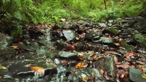 Refreshing and relaxing creek runs through the forest on the border of Europe and Asia. Pure natural healthy water. Clean Ecology. Rapid Transparent Mountain Creek Flow Rocky Ground Bottom. — Vídeo de stock
