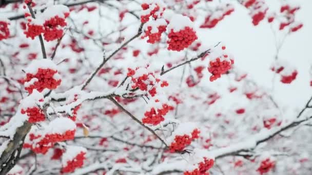 Snowy trees in forest on winter time after snowfall. Snow covered trees and branches with red berry in a city park. Bright winter background. — Wideo stockowe