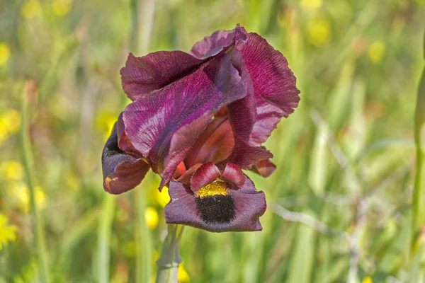 Iris oscuro con floración de primavera —  Fotos de Stock