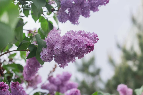 Lilac blooms. Beautiful flowers of lilac, closeup