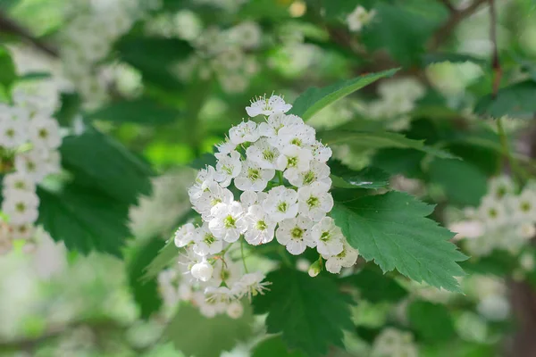 Small white hawthorn flowers bloom in spring, close-up