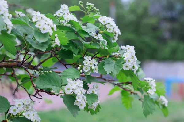 Small white hawthorn flowers bloom in spring, close-up