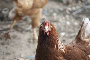 Ekolojik çiftlikte tavuk. Ekolojik konsept işi