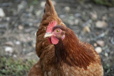 Ekolojik çiftlikte tavuk. Ekolojik konsept işi