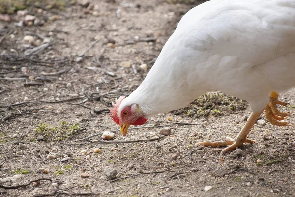 Kuře na ekologické farmě. Ekologický koncept podnikání — Stock fotografie