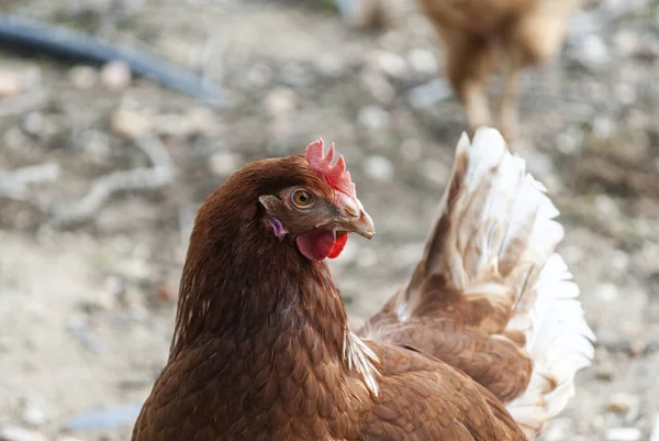 Ekolojik çiftlikte tavuk. Ekolojik konsept işi