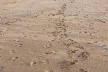 Issız bir sahil sahilinin kumları boyunca ayak izleri.