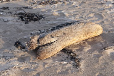 Kumsaldaki tahta sandık.