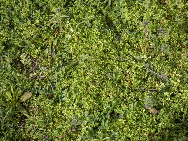 Variëteit aan planten die in de bodem groeien en een groene mantel vormen — Stockfoto