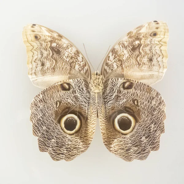 Giant butterfly caligo of the jungle on a white background — Stock Photo, Image