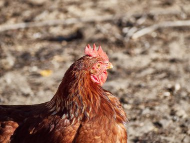Avrupa 'da bir çiftlik için bedava organik tavuklar