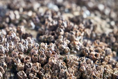 Atlantik Okyanusu kıyısındaki Valdes yarımadasındaki plaj bitkileri, Patagonya, Arjantin, Güney Amerika