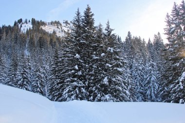 Kış çam ormanı Dağları kar ile