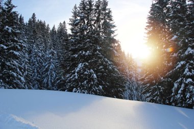 Kış çam ormanı Dağları kar ile