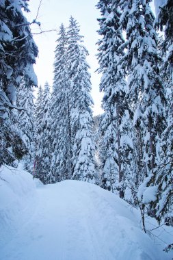 Pine Forest 'ta kış ya da Dağlardaki Spruce Woods' ta 