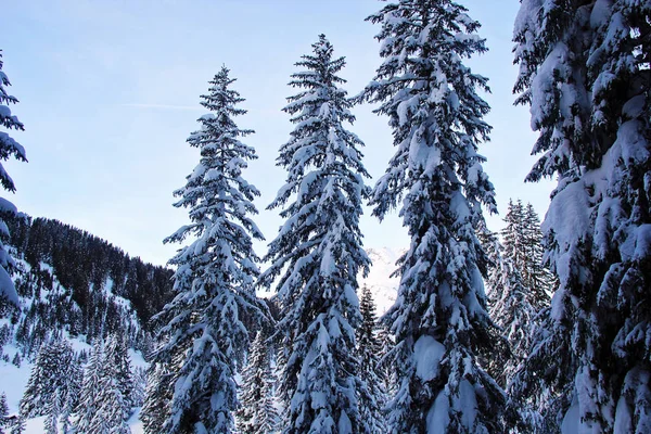 Floresta de pinheiro de inverno nas montanhas com neve — Fotografia de Stock