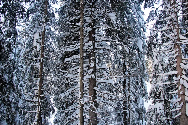 Snowy sosny drzew w lesie — Zdjęcie stockowe