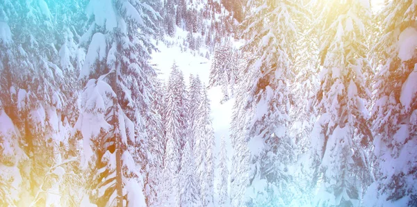 Fond scintillant d'hiver avec pins et neige — Photo