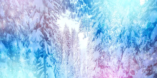 Vinter Sparkle bakgrund med tallar och snö — Stockfoto