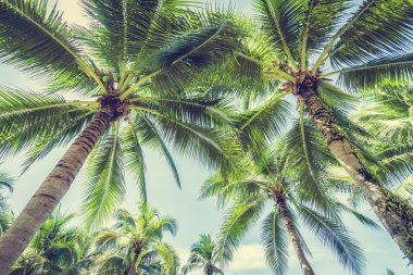 Hindistan cevizi palmiye ağaçlarının mavi gökyüzü