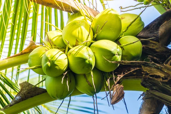 Kokosnoot fruit op kokosnoot boom — Stockfoto