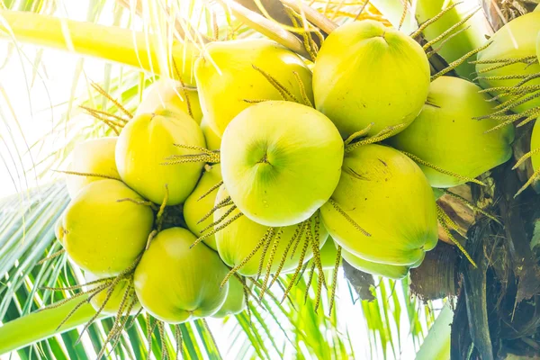 Kokosnoot fruit op kokosnoot boom — Stockfoto