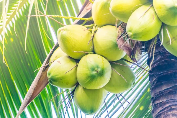 Coconut fruit on coconut tree — Stock Photo, Image