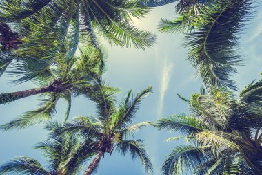 Hindistan cevizi palmiye ağacı üzerinde mavi gökyüzü