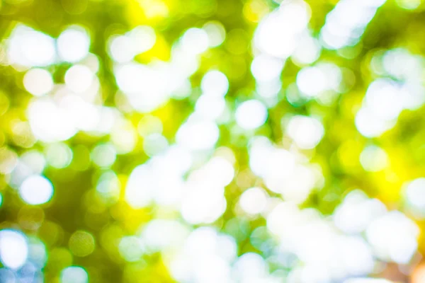 Размыть зеленый свет боке — стоковое фото