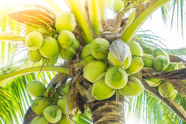 Kokosnussfrucht auf Kokosnussbaum — Stockfoto