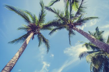 Hindistan cevizi palmiye ağacı üzerinde mavi gökyüzü