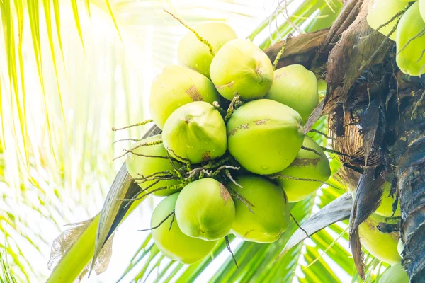 Coconut ovoce na kokosová palma — Stock fotografie