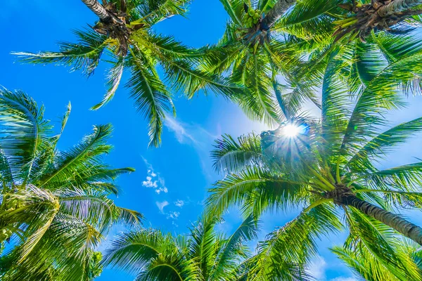 Coconut palm tree on blue sky — Stock Photo, Image