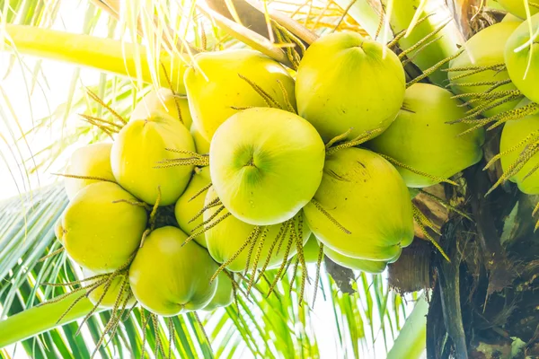 Kokosnoot fruit op kokosnoot boom — Stockfoto