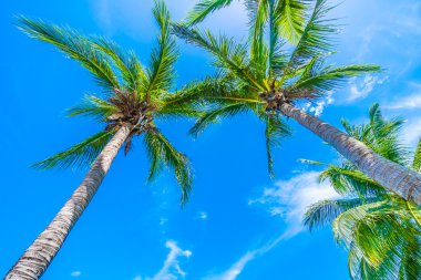 Hindistan cevizi palmiye ağacı üzerinde mavi gökyüzü