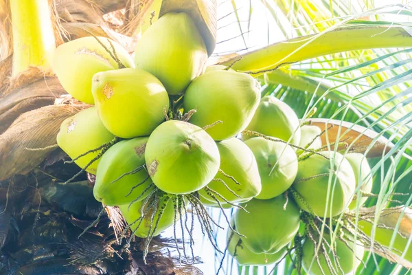 Kokosnoot fruit op kokosnoot boom — Stockfoto