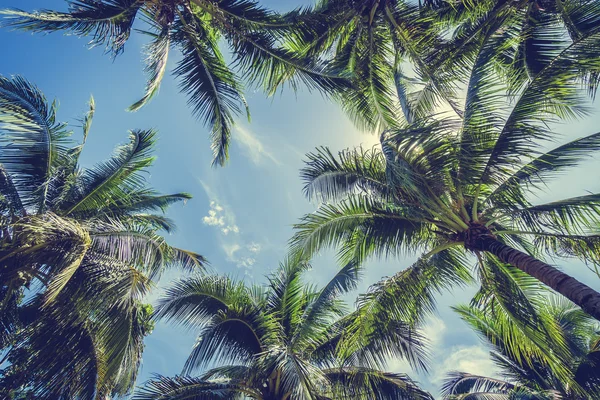 Palmera de coco en el cielo azul —  Fotos de Stock