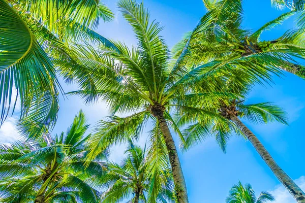 Coconut palm tree on blue sky — Stock Photo, Image