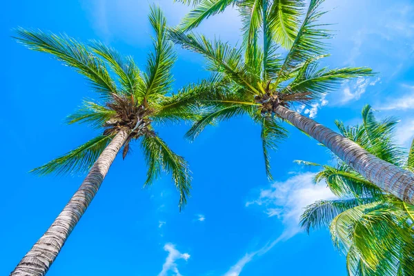 Coconut palm tree on blue sky — Stock Photo, Image