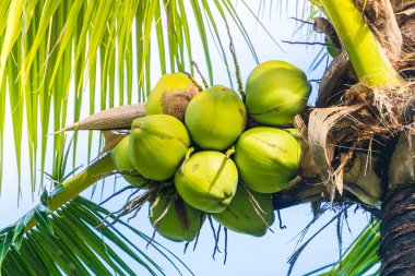 Yeşil Hindistan cevizi meyve