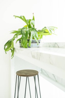 Vazo bitki dekorasyon