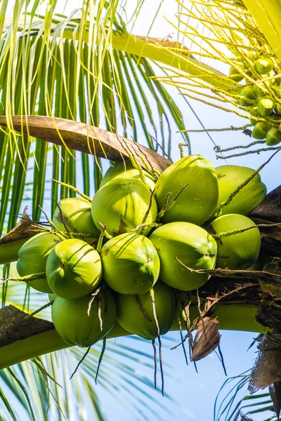 Green Coconut fruit
