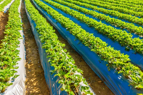 Lansekap bidang strawberry — Stok Foto