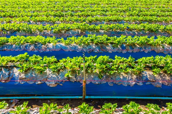 Beautiful Strawberry field — Stock Photo, Image