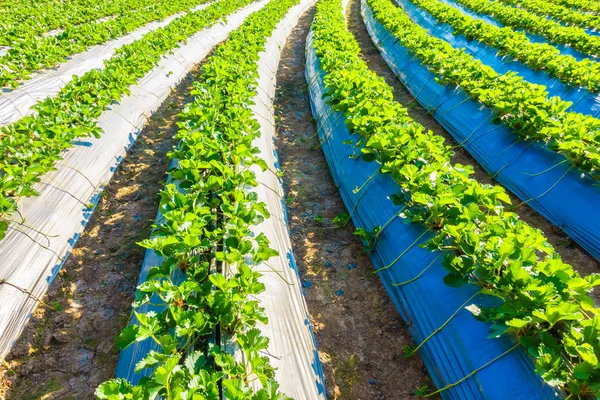 Beautiful Strawberry field — Stock Photo, Image