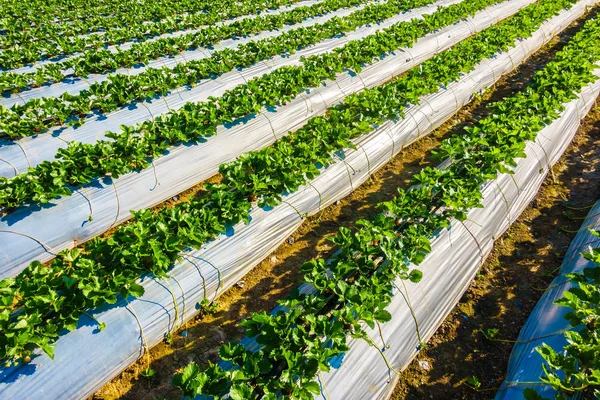 Hermoso campo de fresas — Foto de Stock