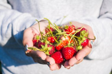 kırmızı taze çilek