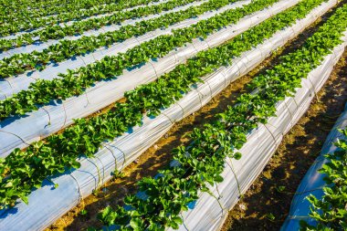 çilek alan ve çiftlik