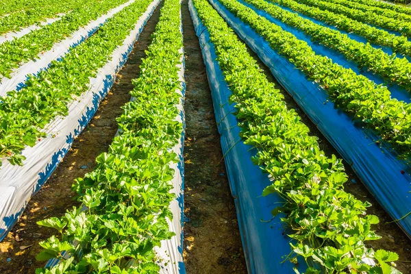 Campo de morango e fazenda — Fotografia de Stock