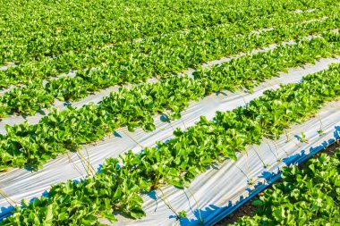 çilek alan ve çiftlik